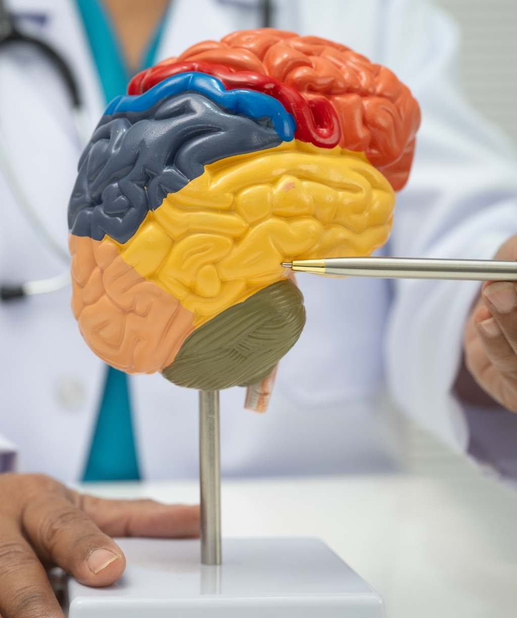 Stroke Prevention and Recovery – vascular neurological care